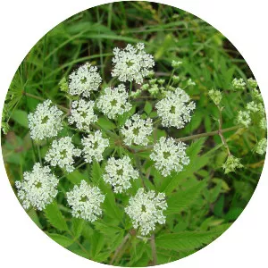 Water hemlocks