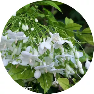Water jasmine - Plants