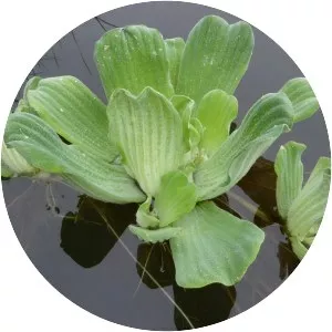 Water lettuce