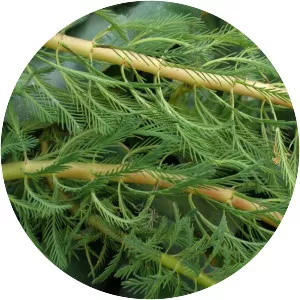 Water milfoils - Plants