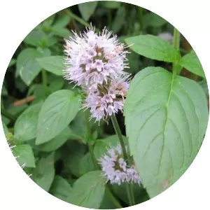 Water Mint - Plants
