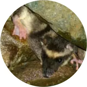 Water opossum
