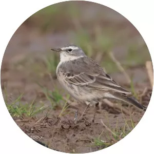 Water pipit - Bird