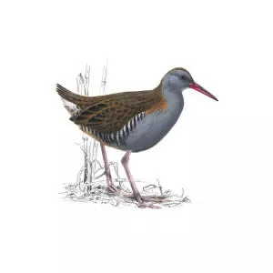 Water rail