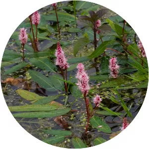 Water smartweed - Plants