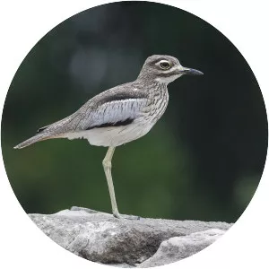 Water thick-knee