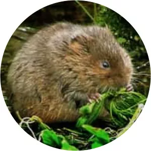 Water voles