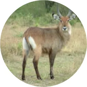 Waterbuck