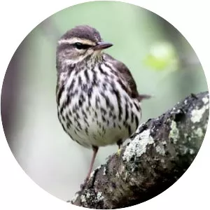 Waterthrush