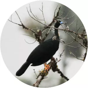 Wattled guan