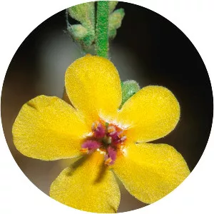 Wavyleaf mullein - Plants