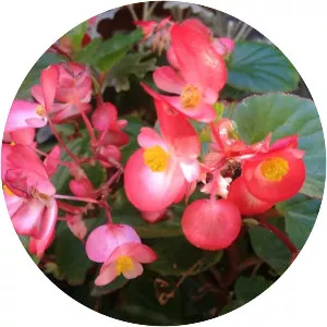 Wax begonia - Plants