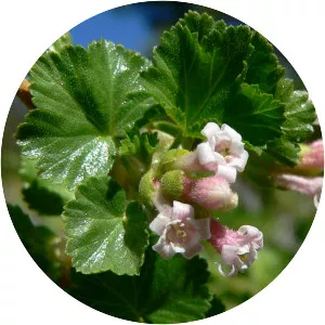 Wax currant