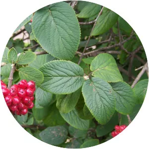 Wayfaring tree (Kartopu)