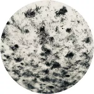 We Eat Electric Light