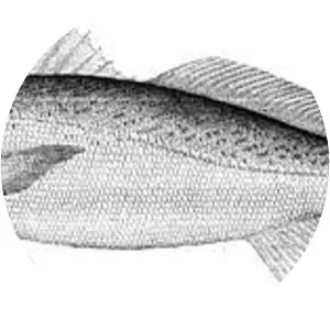 Weakfish