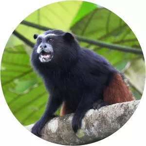 Weddell's saddle-back tamarin