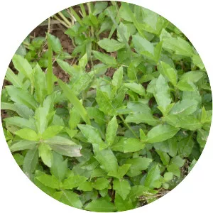 Wedelia calendulacea - 