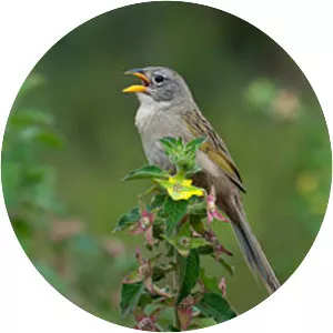 Wedge-tailed grass finch