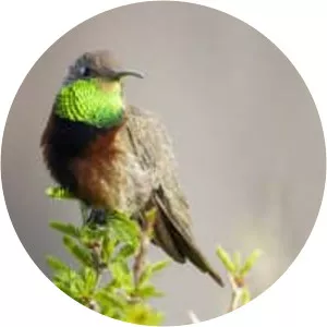 Wedge-tailed hillstar