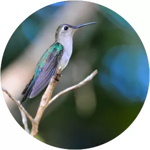 Wedge-tailed sabrewing