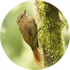 Wedge-billed woodcreeper