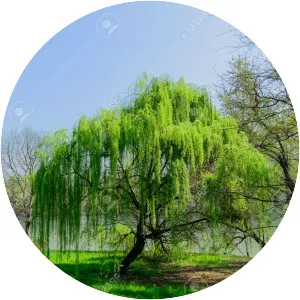 Weeping willow photograph