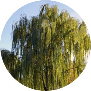 Weeping Willows