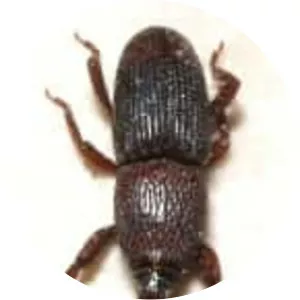 Weevil