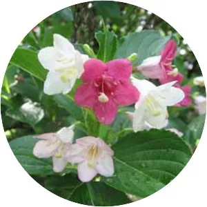 Weigela coraeensis - 