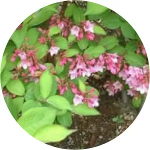 Weigela hortensis - 
