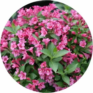 Weigela