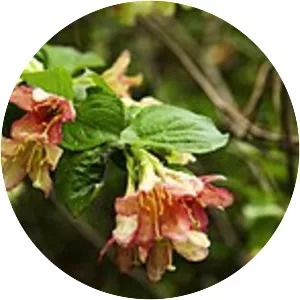 Weigela subsessilis - 