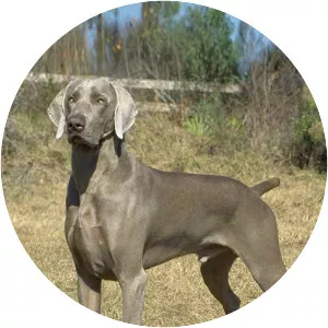 Weimaraner