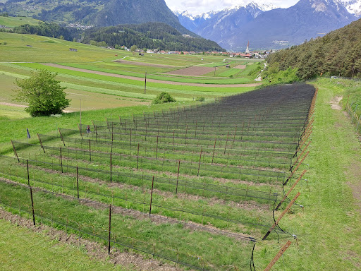 Weingut Fink - Vinum Cherres - Farm in Karres, Austria