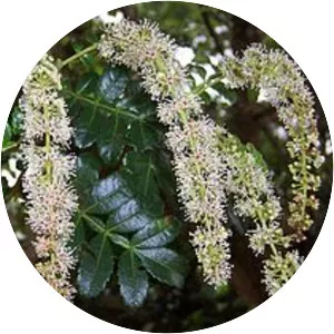 Weinmannia tinctoria - 