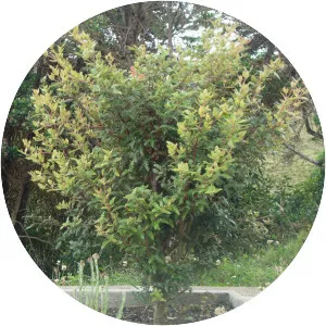 Weinmannia tomentosa - 