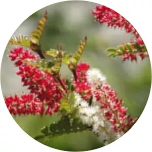 Weinmannia trichosperma - 