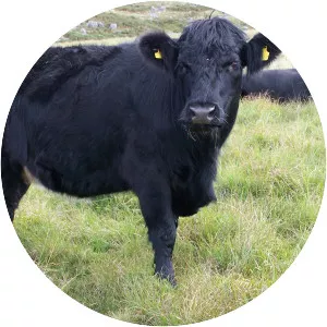 Welsh Black cattle