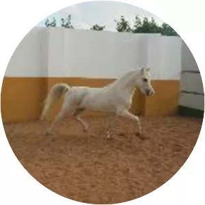 Welsh Mountain Pony - Horse breed