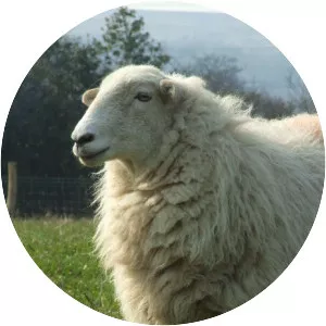 Welsh Mountain sheep