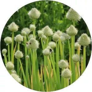 Welsh onion