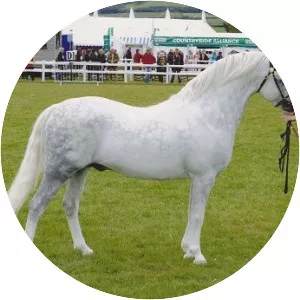 Welsh Pony (Section B)