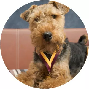 Welsh Terrier