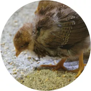 Welsumer bantam