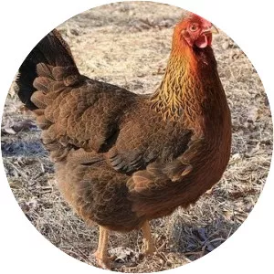 Welsummer - Chicken breed