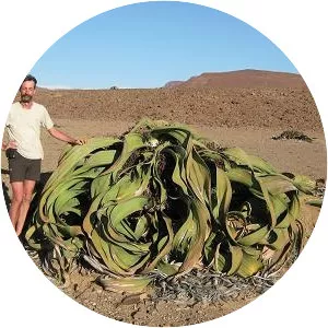 Welwitschia mirabilis - 