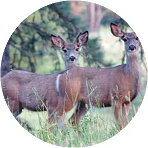 Wenaha Wildlife Area