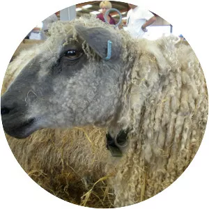 Wensleydale sheep