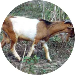 West African Dwarf goat